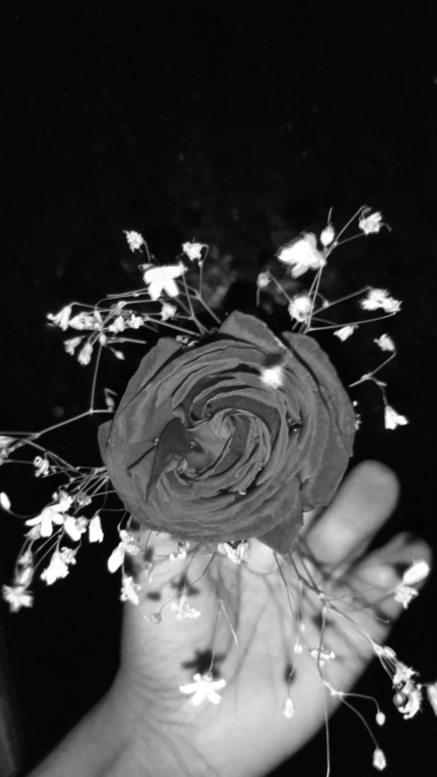 Black and white close-up of a blooming rose