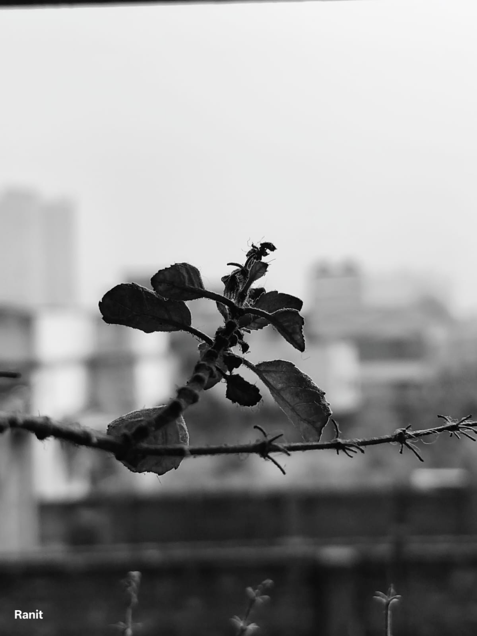 Black and white photograph of a leafy branch outdoors